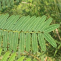 Mimosa pigra L.